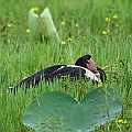 Magpie Goose on the nest<br />Canon EOS 7D + EF400 F5.6L